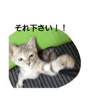 猫のキトさん（個別スタンプ：20）