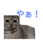 猫のキトさん（個別スタンプ：22）
