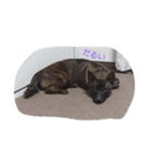 甲斐犬 福くん（個別スタンプ：1）