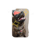 甲斐犬 福くん（個別スタンプ：6）