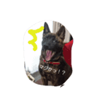 甲斐犬 福くん（個別スタンプ：7）