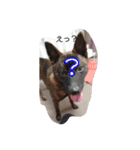 甲斐犬 福くん（個別スタンプ：9）