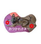 甲斐犬 福くん（個別スタンプ：11）