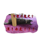 甲斐犬 福くん（個別スタンプ：14）