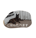 甲斐犬 福くん（個別スタンプ：16）
