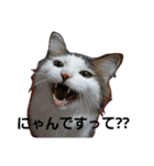 ぼくおとく part1（個別スタンプ：1）