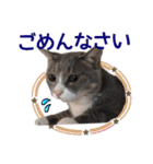 猫にゃ・にゃ・にゃ！part3（個別スタンプ：6）