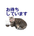 猫にゃ・にゃ・にゃ！part3（個別スタンプ：9）