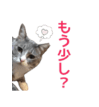 猫にゃ・にゃ・にゃ！part3（個別スタンプ：10）