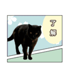 黒猫クマラ（個別スタンプ：17）