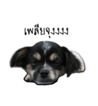 The puppy.（個別スタンプ：5）