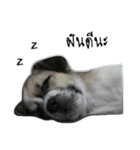 The puppy.（個別スタンプ：6）