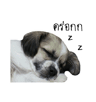 The puppy.（個別スタンプ：7）