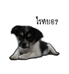 The puppy.（個別スタンプ：8）