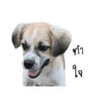 The puppy.（個別スタンプ：10）