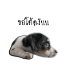 The puppy.（個別スタンプ：14）