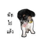 The puppy.（個別スタンプ：15）