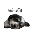 The puppy.（個別スタンプ：17）