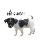 The puppy.（個別スタンプ：18）
