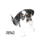 The puppy.（個別スタンプ：19）
