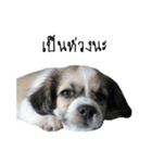 The puppy.（個別スタンプ：20）
