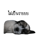 The puppy.（個別スタンプ：22）