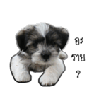 The puppy.（個別スタンプ：23）