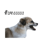 The puppy.（個別スタンプ：24）