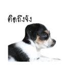 The puppy.（個別スタンプ：25）