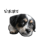 The puppy.（個別スタンプ：26）