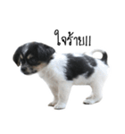 The puppy.（個別スタンプ：27）
