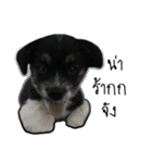 The puppy.（個別スタンプ：32）