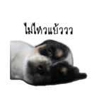 The puppy.（個別スタンプ：33）
