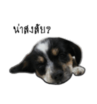 The puppy.（個別スタンプ：35）