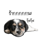 The puppy.（個別スタンプ：36）