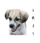 The puppy.（個別スタンプ：38）