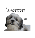 The puppy.（個別スタンプ：39）