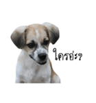 The puppy.（個別スタンプ：40）
