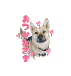 雑種犬たまおちゃん（個別スタンプ：2）
