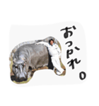 わしさん と しまさん③（個別スタンプ：5）