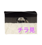 パグの凛ちゃん2（個別スタンプ：2）
