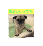パグの凛ちゃん2（個別スタンプ：3）