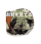 パグの凛ちゃん2（個別スタンプ：10）
