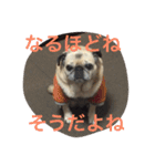 パグの凛ちゃん2（個別スタンプ：11）