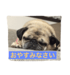 パグの凛ちゃん2（個別スタンプ：16）