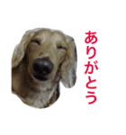 ダックスのビス2（個別スタンプ：1）