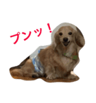 ダックスのビス2（個別スタンプ：3）