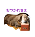 ダックスのビス2（個別スタンプ：4）