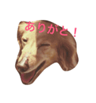 近藤家のみるちゃん（個別スタンプ：7）