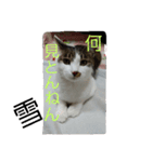 うちのねこさん3（個別スタンプ：1）